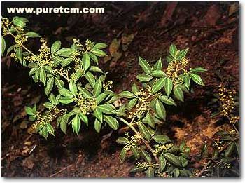 �в�ҩͼ��:������Ѫ