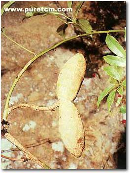 �в�ҩͼ��:ľͨ��Ҷ��