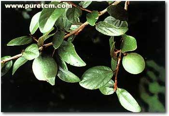 �в�ҩͼ��:޵���