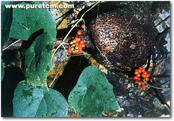 �в�ҩͼ��:һ��Ѫ