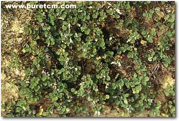 �в�ҩͼ��:СҶ�����