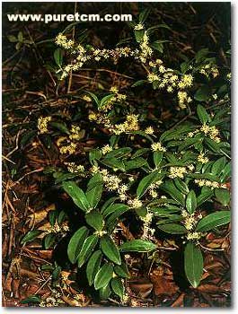 �в�ҩͼ��:���ٹ�