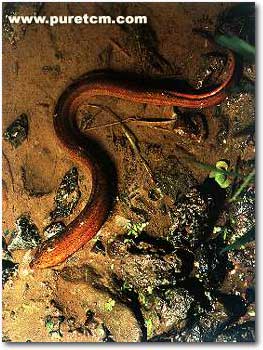 �в�ҩͼ��:����