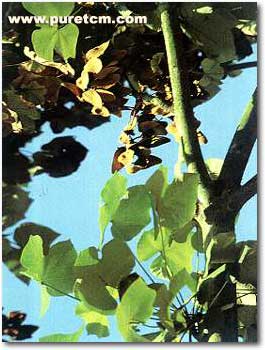 �в�ҩͼ��:��ͩ��