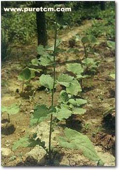 �в�ҩͼ��:��ľ��