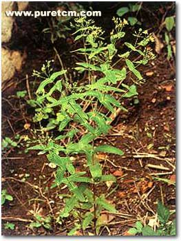 �в�ҩͼ��:Ԫ����