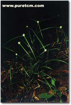 �в�ҩͼ��:һ����