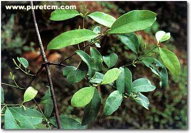 �в�ҩͼ��:СҶ������