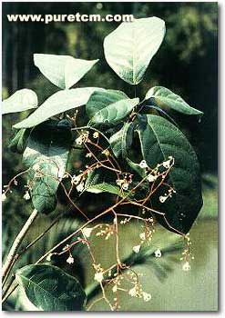 �в�ҩͼ��:���۹�