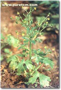 �в�ҩͼ��:ʯ����