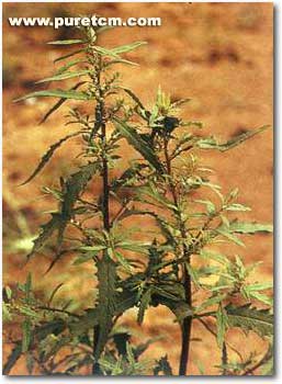 �в�ҩͼ��:������