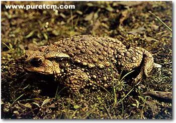 �в�ҩͼ��:���