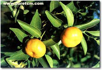 �в�ҩͼ��:��Ƥ