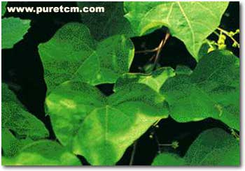 �в�ҩͼ��:����