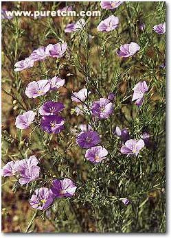 �в�ҩͼ��:������