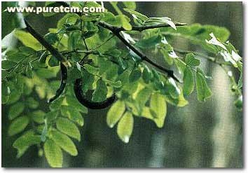 �в�ҩͼ��:����