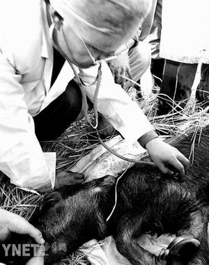 ��ϸ����¡ˮţ����//