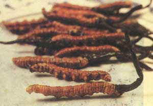 
������Ҫ����
//