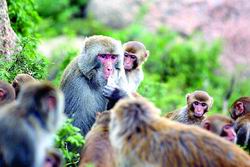 ��������԰��ɽ������(ͼ)//