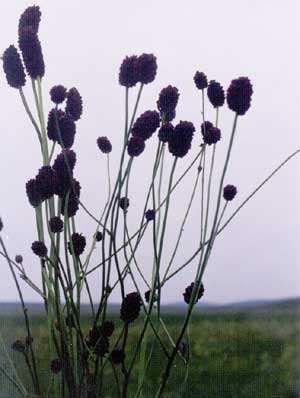 ֹѪ��ҩ˵����//