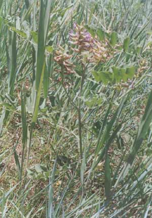 �ٲ�԰�ڸʲ�Ϊ��//