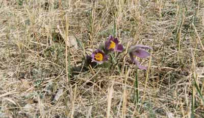 ����Ҳ��"��ͷ��"//