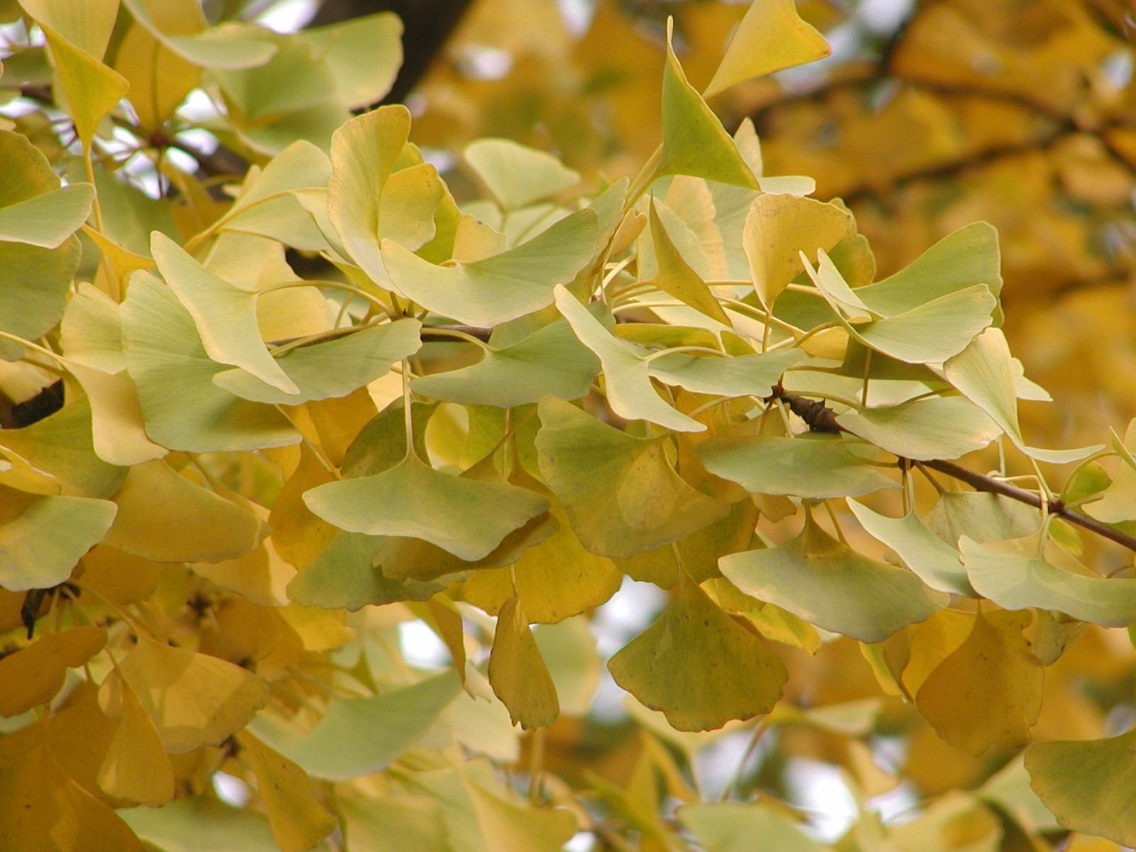 Ginkgobiloba//׹////