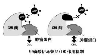 �׻����������᲻��ͨ��Ѫ������/����/