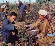 ��ҩ�����ɹŵ���״��չ��//