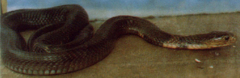 ������//