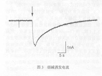 �⻯���׻��۷�����Ͷ���-��-��़ͩ�Թ�����ϸ���̼��շ������������õıȽ�/