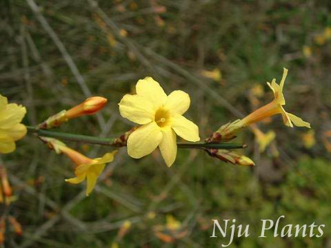 JasminumnudiflorumLindl.WinterJasmineľϬOleaceae/ӭ//