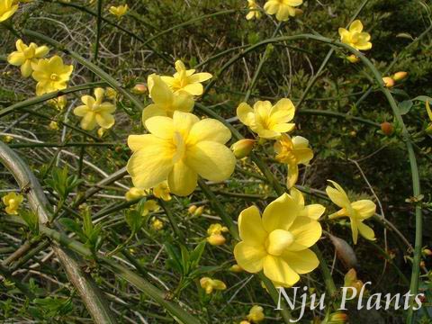 Jasminum��mesnyiHance��PrimroseJasmine��ľϬ��Oleaceae��/Ұӭ��//
