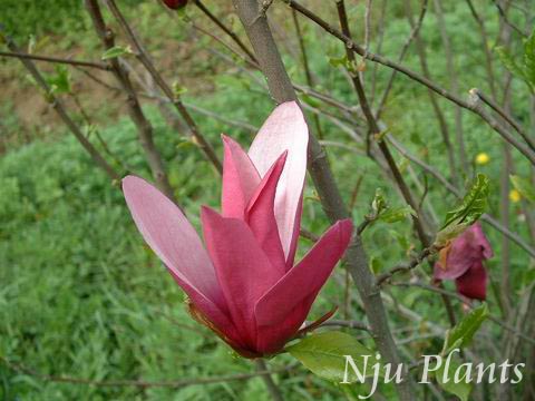Magnolia��lilifloraDesr.��LilyMagnolia��ľ����Magnoliaceae��/������//