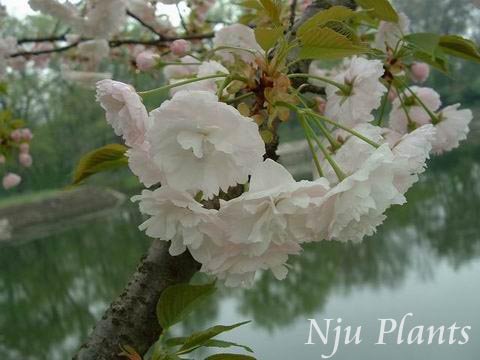 PrunusyedoensisMatsum.CherryblossomǾޱRosaceae/ձӣ//