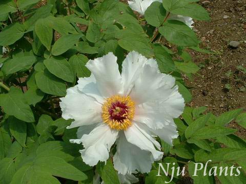 Pagonia��suffruticosaAndr.��SubshrubbyPeony����ҩ�ơ���Paeoniaceae��/ĵ��//