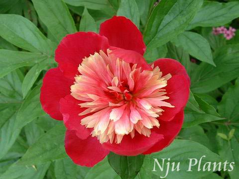 Paeonia��1actifloraPall.(P.albifloraPall.)��Peony��ëݹ��Ranunculaceae��/��ҩ//