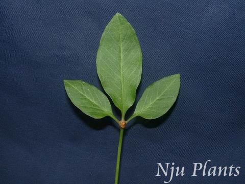 Pinellia��ternata(Thunb.)Breit.��Halfsummer�������ǿ�Araceae��/����//