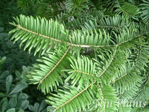 Pseudotsugagaussenii��Flous����GaussenDonglasFir���ɿ�Pinaceae��/������ɼ//