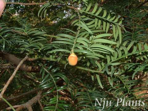 Taxuschinensis(Pilg.)Rehd.var.mairei(Lemeeetlevl.)ChengetL.K.Fu(T.speciosaFlorin,T.mairei(Lemeeetlevl.)S.Y.Hu)MaireYew춹ɼ(ɼ)Taxaceae/Ϸ춹ɼ//