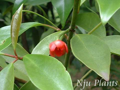 IlliciumlanceolatumA.C.Smith��PoisonousEightangle��ľ����Magnoliaceae��/ç��//