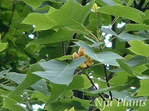 Liriodendronchinense(Hemsl.)SargChinaTuliptreeľMagnoliaceae///