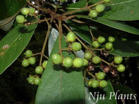 Phoebe��sheareri(Hemsl.)Gamle��PurpleNanmu������Lauraceae��/���//