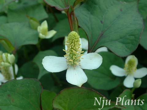 Houttuynia��cordataThunb.��HeartleafHouttuynia�����ײݿ�Saururaceae��/���Ȳ�//