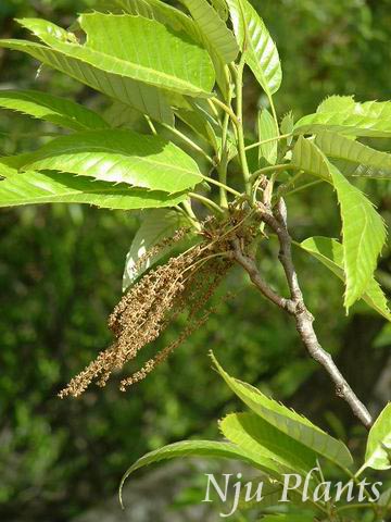 QuercusacutissimaCarruth.SawtoothOakǶFagaceae///