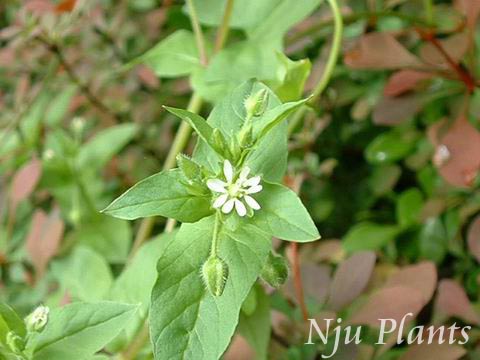 Stellariamedia(Linn.)Cyr.ChickweedʯCaryophyllaceae///