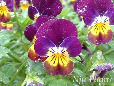 ViolatricolorLinn.Pansy,Heartsease˿Violaceae/ɫ//