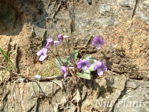 ViolaconcordifoliaC.J.WangHeartleavedViolet˿Violaceae/Ҷ//