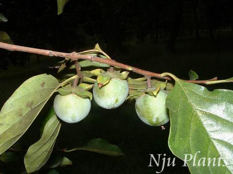 Diospyros��lotusLinn.��DateplumPersimmon��������Ebenaceae��/����//
