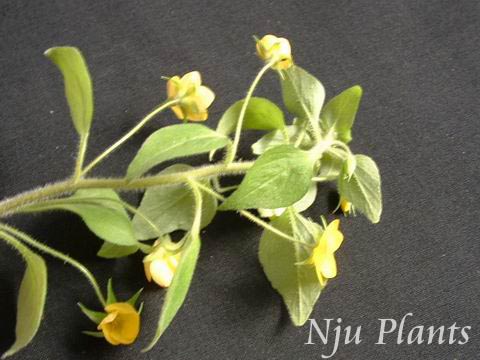Lysimachia��grammicaHance��StriateLoosestrife.����������Primulaceae��/��צ��//